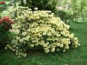 Rhodo Bebeah 